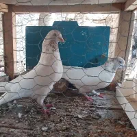 کبوترساعت سنگین بعداظهری