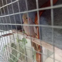 دوتا عروس هلندی