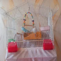 مرغ عشق|پرنده|محمدیه-قزوین, |دیوار