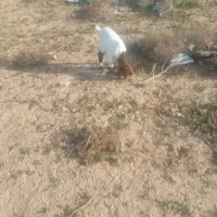 گوسفند|حیوانات مزرعه|مشهد, رباط طرق|دیوار