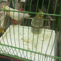 فروش عروس هلندی