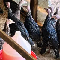 نیمچه بوقلمون دوماهه برنزواکسن خورده کیفیت عالی|حیوانات مزرعه|رشت, تازه آباد|دیوار