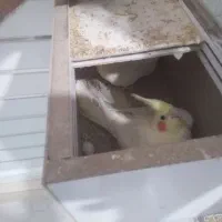 تعداد چند جفت عروس هلندی|پرنده|تایباد, |دیوار