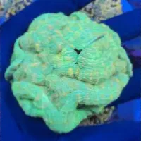 انواع برین لوپی آبشورABSHOR|ماهی|تهران, جوادیه تهرانپارس|دیوار