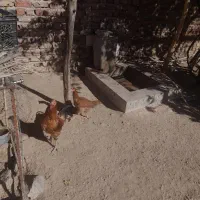 مرغ|حیوانات مزرعه|خاش, |دیوار