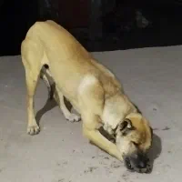 فروش سگ سرابی