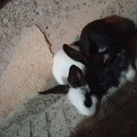 واگذاری خرگوش رایگان|موش و خرگوش|محمدیه-قزوین, |دیوار