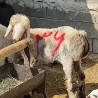 بره وزن 30 کیلو موجوده|حیوانات مزرعه|مرودشت, پشت سایپا‎|دیوار