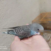 دو عدد مرغ عشق