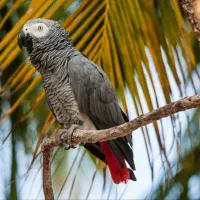 کاسکو کاکادو آرا شاه طوطی ملنگو راهب|پرنده|تهران, سید خندان (جلفا)|دیوار