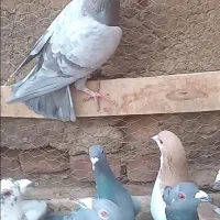 ****|پرنده|ابرکوه, |دیوار