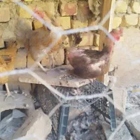 مرغ  بومی تخم گذار