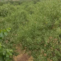 باغ بینظیر|فروش دفتر صنعتی، کشاورزی، تجاری|شیدا, |دیوار