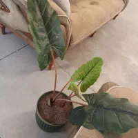 گل خارجی قابل شستشو|گل مصنوعی|سنندج, |دیوار