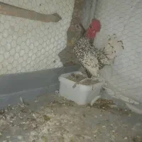 مرغ وخروس مینیاتری