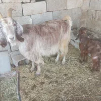 بززاییده|حیوانات مزرعه|بهبهان, |دیوار