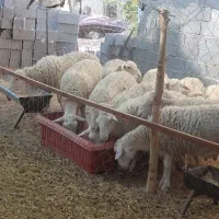 فروش بره نر رومن .لاکن .رومانف . خارجی