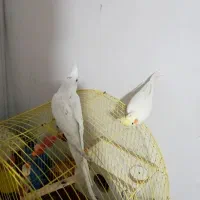 البینو نر فول دستی|پرنده|میاندوآب, |دیوار