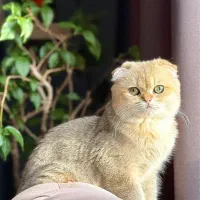 گربه اسکاتیش چینچیلا چشم سبز گلد ny11