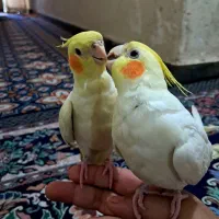 عروس هلندی