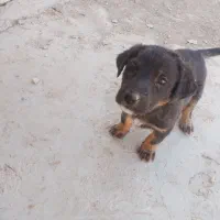 سگ نگهبان دوبرمن|سگ|کوهمره, |دیوار