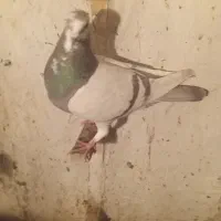 کفتر|گل و گیاه طبیعی|شیروان (خراسان), |دیوار