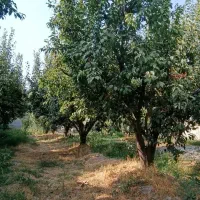 باغچه 500متری خیابان نان ماشینی