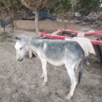 الاغ (خر)نر|حیوانات مزرعه|پاسارگاد, |دیوار