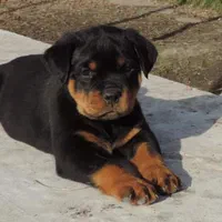 سگ روتوایلر مناسب نگهبانی و بادیگارد خانواده