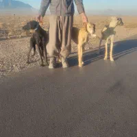 واگذاری ی جفت تازی|سگ|دلیجان, |دیوار