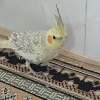 فورشی پرند|پرنده|بروجرد, |دیوار