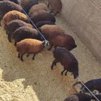 بره نر وماده