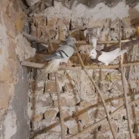 کبوددمسفید ماده|پرنده|قزوین, |دیوار