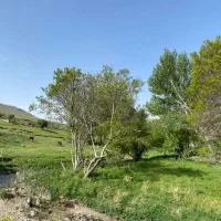 کارگر برای دامداری