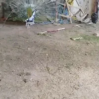 طاووس نرو ماده بالغ 4ساله