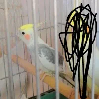 عروس هلندی نر|پرنده|فسا, |دیوار