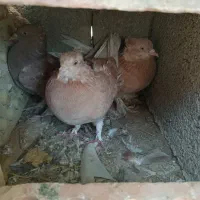تعدادی کبوتر دونه ای ۱۰۰هزار