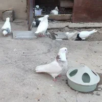کبوتر طوقی|پرنده|میانه, |دیوار