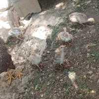 بوقلمون  یک ماهه