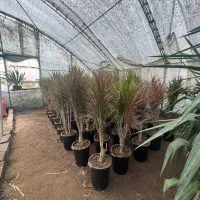 دراسینا ۱ماه گلدون خورده