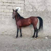 اسب درهشور ترکی خالص