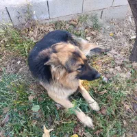 ژرمن شیپرد|سگ|مرند, |دیوار