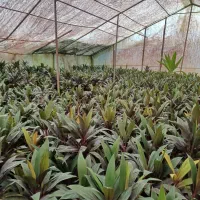 گل کردلین(دراسینا)