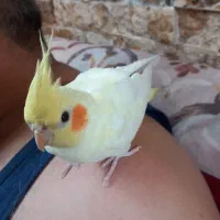 جوجه عروس هلندی