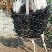 فروش شتر مرغ