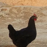 مرغ محلی اصل