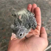 جوجه عروس هلندی|پرنده|رودهن, |دیوار