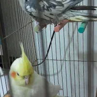 عروس هلندی نر و ماده