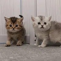 گربه اصیل و بغلی خونگی|گربه|کرمانشاه, |دیوار