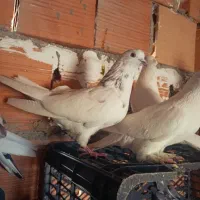 تکپر کبوتر|پرنده|مینودشت, |دیوار